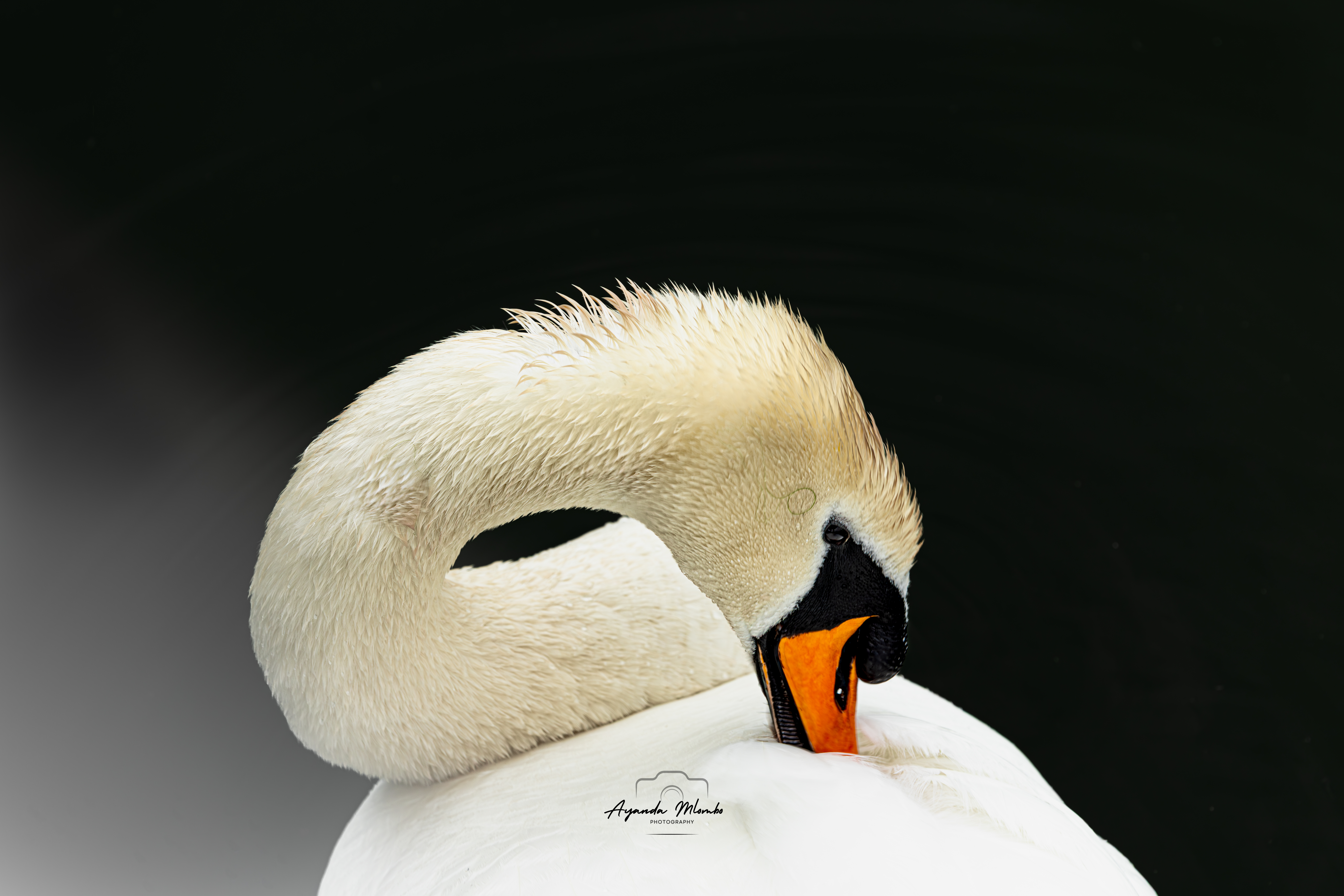 Mute Swan